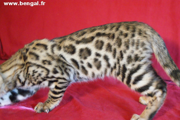 CHATON BENGAL